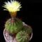  Notocactus ottonis v rubrispinus