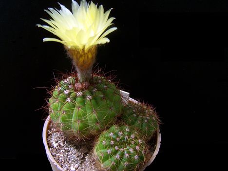  Notocactus ottonis v rubrispinus