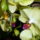 Orchidea-013_1691340_9964_t