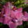 Orchidea-014_1691353_2119_t