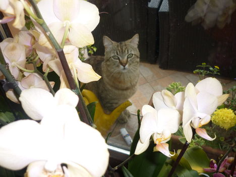 orchidea cicával