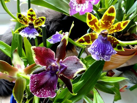 Orchideák 10;  Zygopetalumok