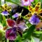 Orchideák 10;  Zygopetalumok
