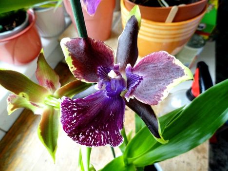Orchideák 11; Zygopetalum