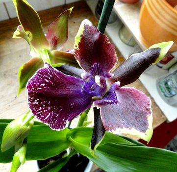 Orchideák 1.. Zygopetalum