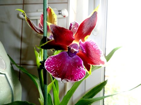 Orchideák 2. Zygopetalum