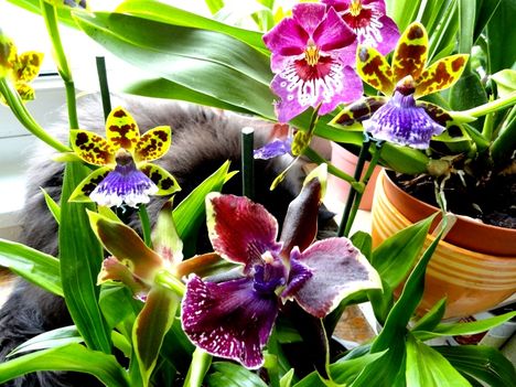 Orchideák 3;;Zygopetalum