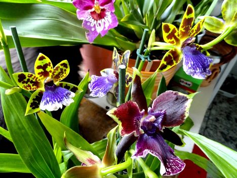 Orchideák 5 ,,, Három   Zygopetalum