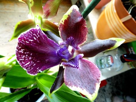 Orchideák 6..Zygopetalum