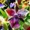 Orchideák 7; Zygopetalum