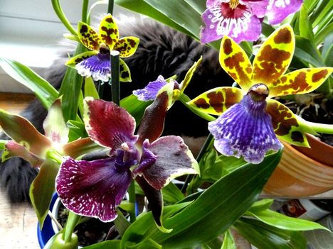Orchideák 8.: Zygopetalumok