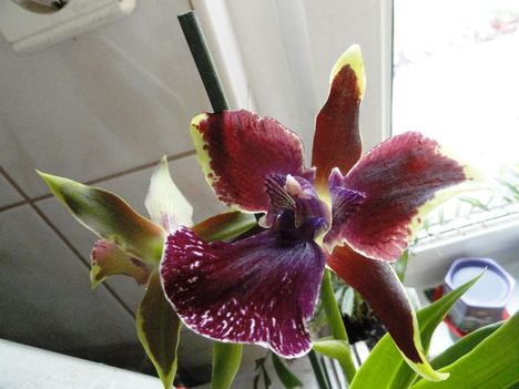 Orchideák 9,, Zygopetalum