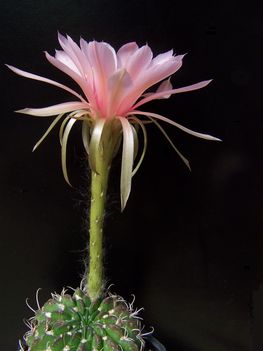 Echinopsis roseolilacino