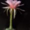 Echinopsis roseolilacino