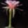 Echinopsis_roseolilacino_1692257_1702_t