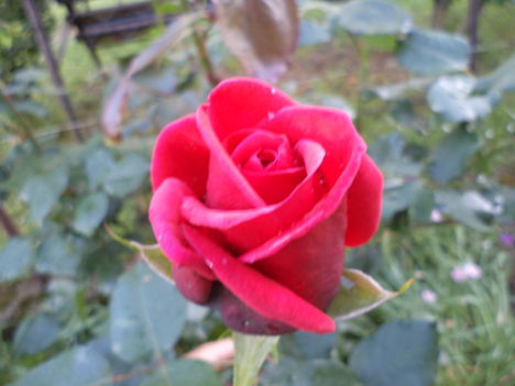 mai rózsám