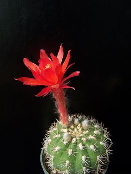 Matucana huagalensis