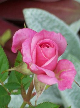 Mini  rózsa