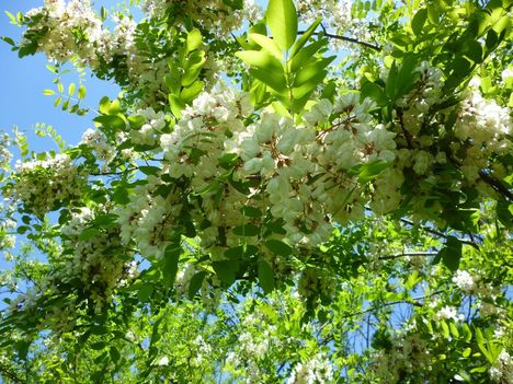 Mit susog a fehér akác hervadozó virága