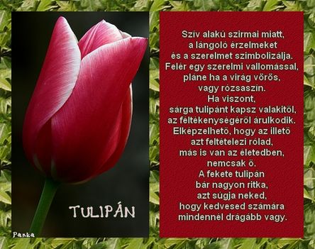 Tulipán