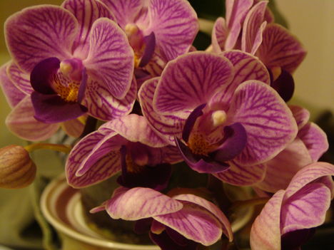 1.orchideám