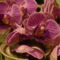 1.orchideám