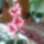 Orchidea_1693943_1043_t