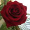 szerelem-rózsa