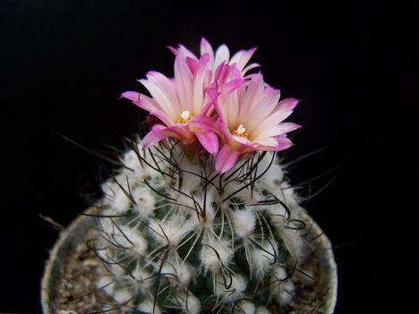  Gymnocactus bequinii