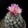 Gymnocactus_bequinii_1694041_5258_t