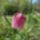 Kockasliliomfritillaria_meleagris_1694807_5429_t