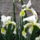 Noszirom_iris_1694627_1446_t