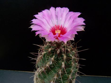 Thelocactus bicolor v.wagnerianus