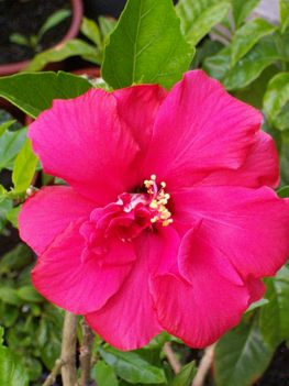 A   mai-idei  első !-hibiszkusz  virágom
