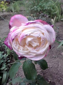 Új rózsám