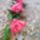 Ballagasi_csokor_1_1696197_6701_t