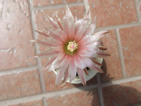 DSCF7118