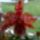 Kiviragzott_orchideam_3_1696208_3780_t