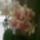 Kiviragzott_orchideam_4_1696209_2377_t