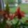 Kiviragzott_orchideam_5_1696210_4974_t