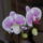Orchidea_1696582_7167_t