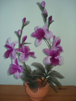 két águ orchidea 002