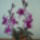 két águ orchidea 002