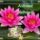 Lotus_virag_1697568_2415_t