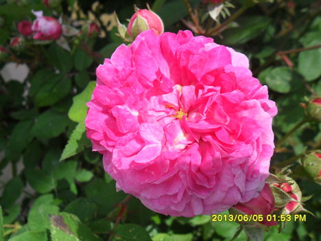 rózsafa virága