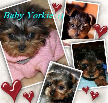 Baby Yorkie
