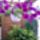 Petunia_1698125_1533_t