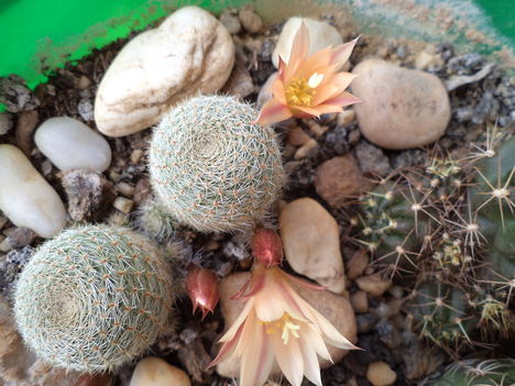 aprócska kaktusz picike virága