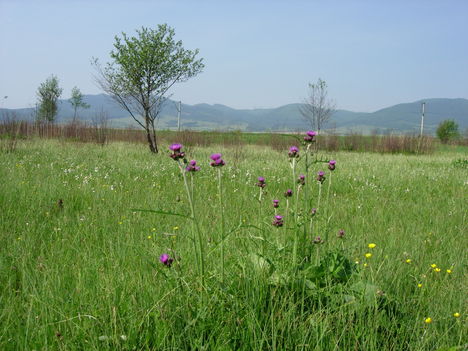 Csemő - Hargita megye természetvédelmi területei 5