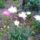Margareta-001_1699659_4751_t